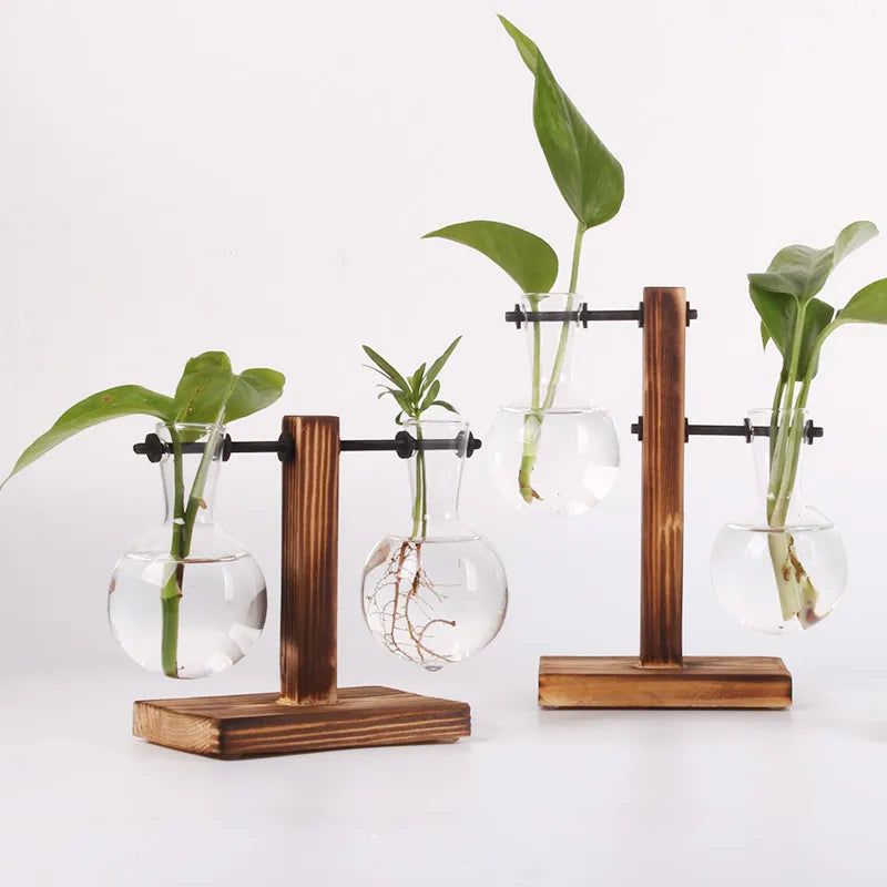 AquaBloom Hydroponic Plant Terrarium