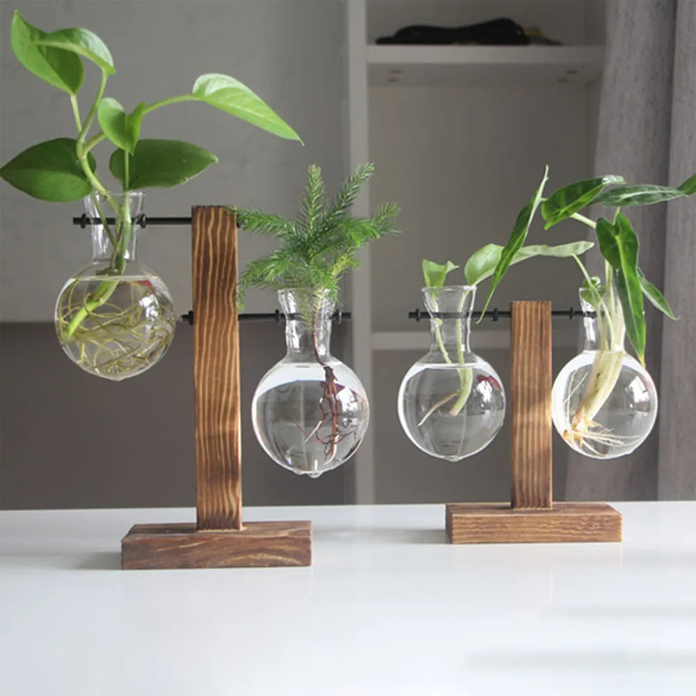 AquaBloom Hydroponic Plant Terrarium