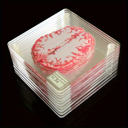 Brain Anatomy Coaster Collection