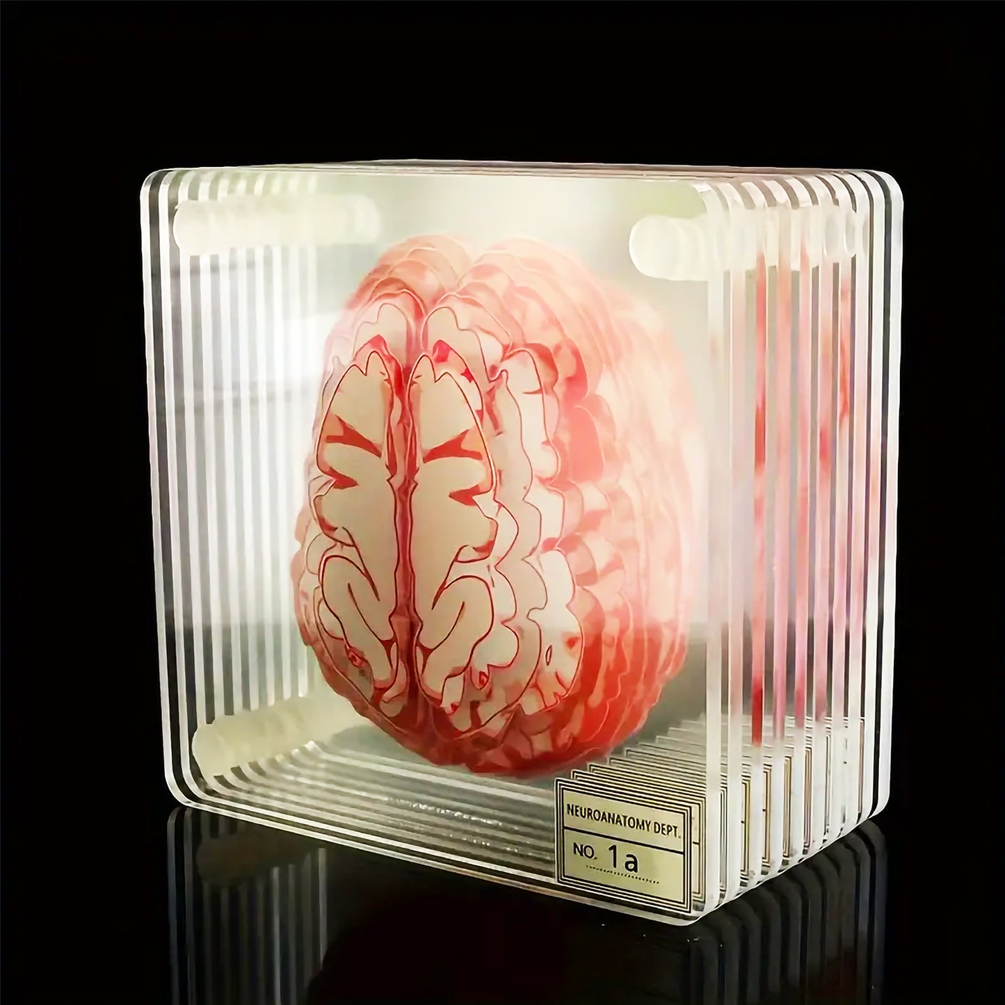 Brain Anatomy Coaster Collection